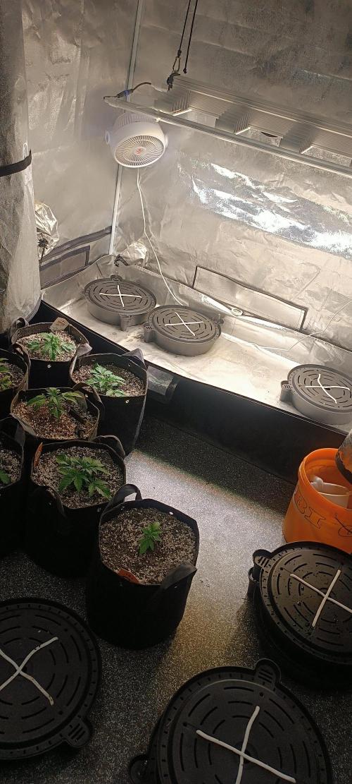 SDRA-CBD. Week 4