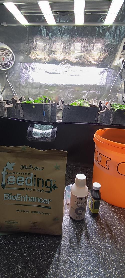SDRA-CBD. Week 4