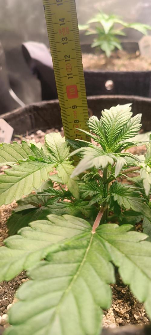 SDRA-CBD. Week 4