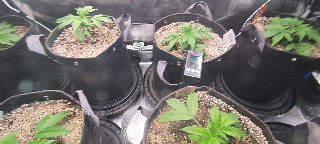 SDRA-CBD. Week 4