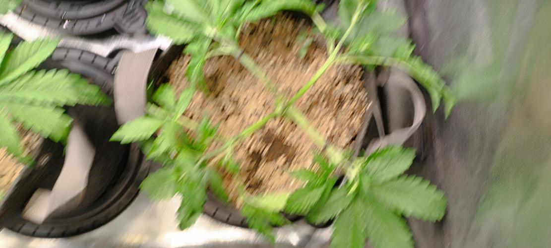 SDRA-CBD. Week 5