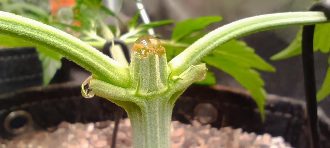 SDRA-CBD. Week 5