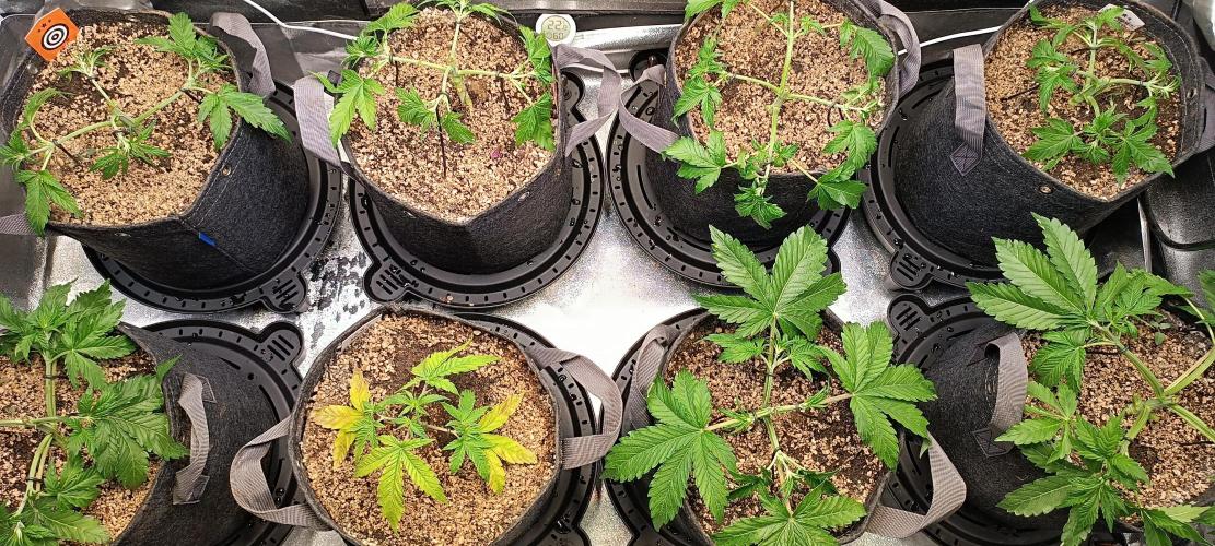 SDRA-CBD. Week 5