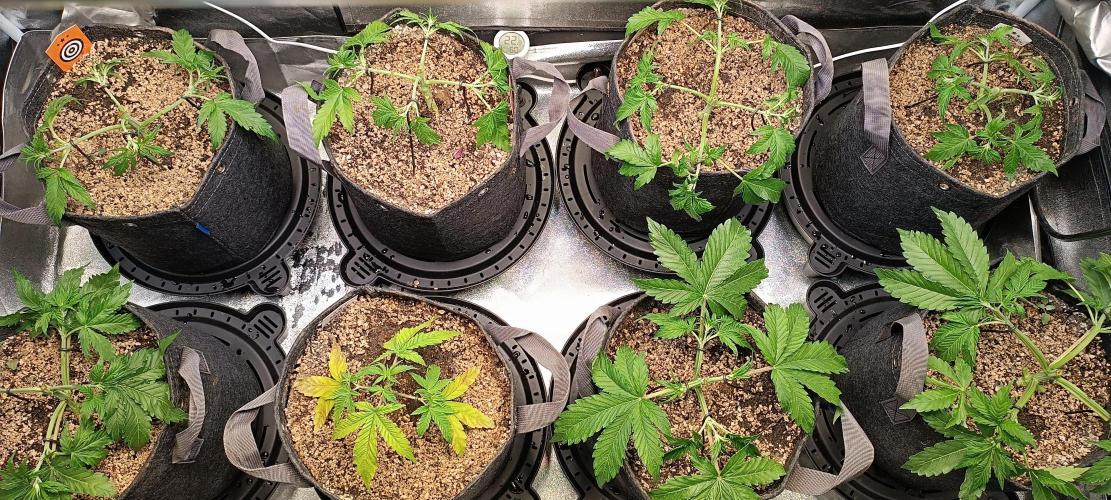 SDRA-CBD. Week 5