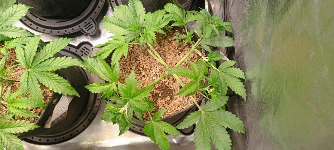 SDRA-CBD. Week 6