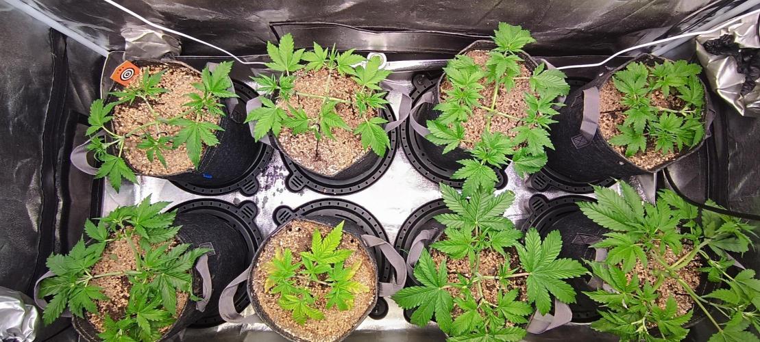 SDRA-CBD. Week 6