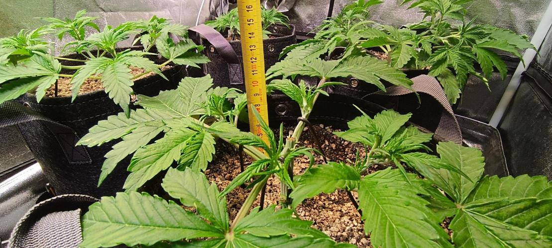 SDRA-CBD. Week 6