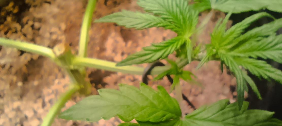 SDRA-CBD. Week 6