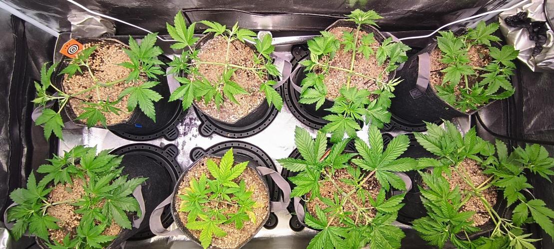 SDRA-CBD. Week 6