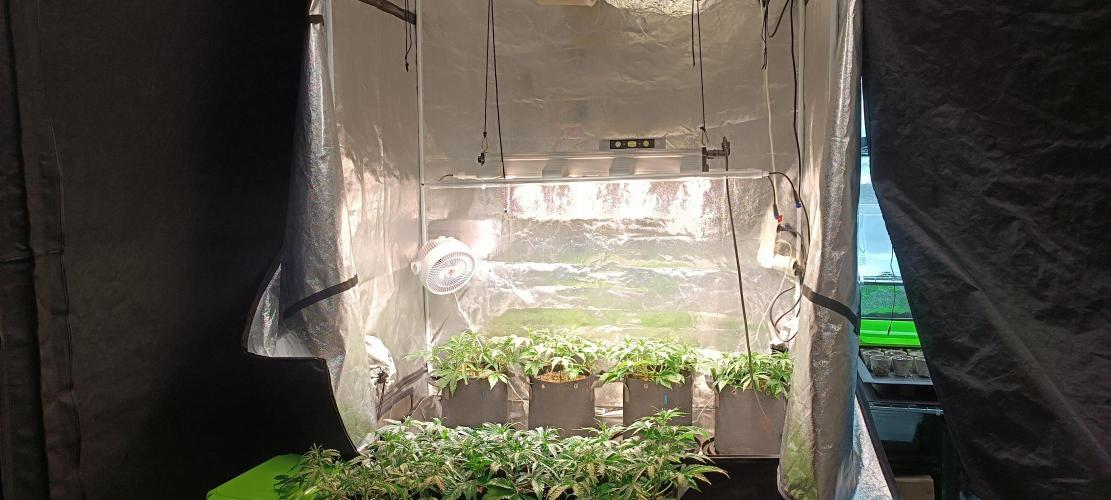 SDRA-CBD. Week 6