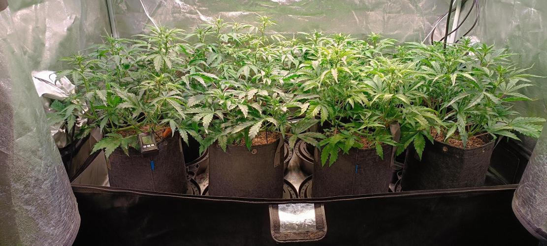 SDRA-CBD. Week 6