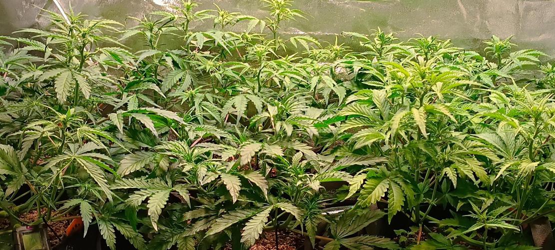 SDRA-CBD. Week 6