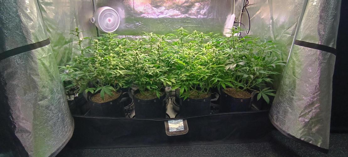 SDRA-CBD. Week 7
