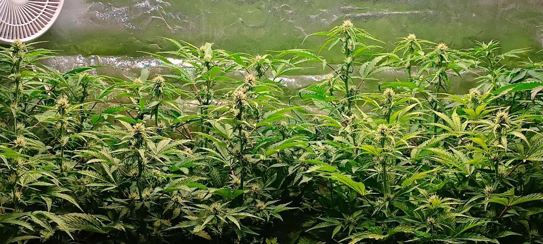 SDRA-CBD. Week 7