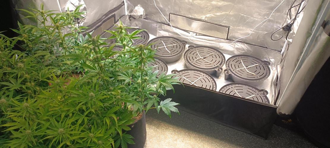 SDRA-CBD. Week 7