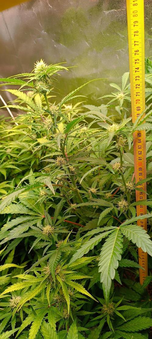 SDRA-CBD. Week 8
