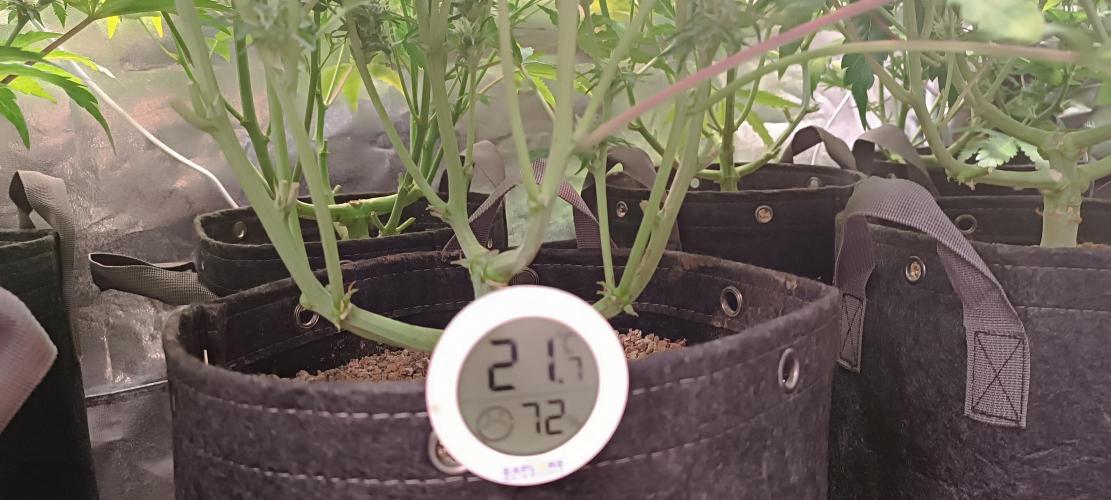 SDRA-CBD. Week 8