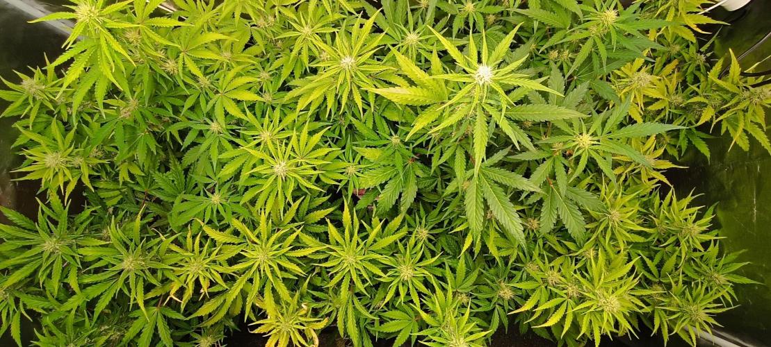 SDRA-CBD. Week 8