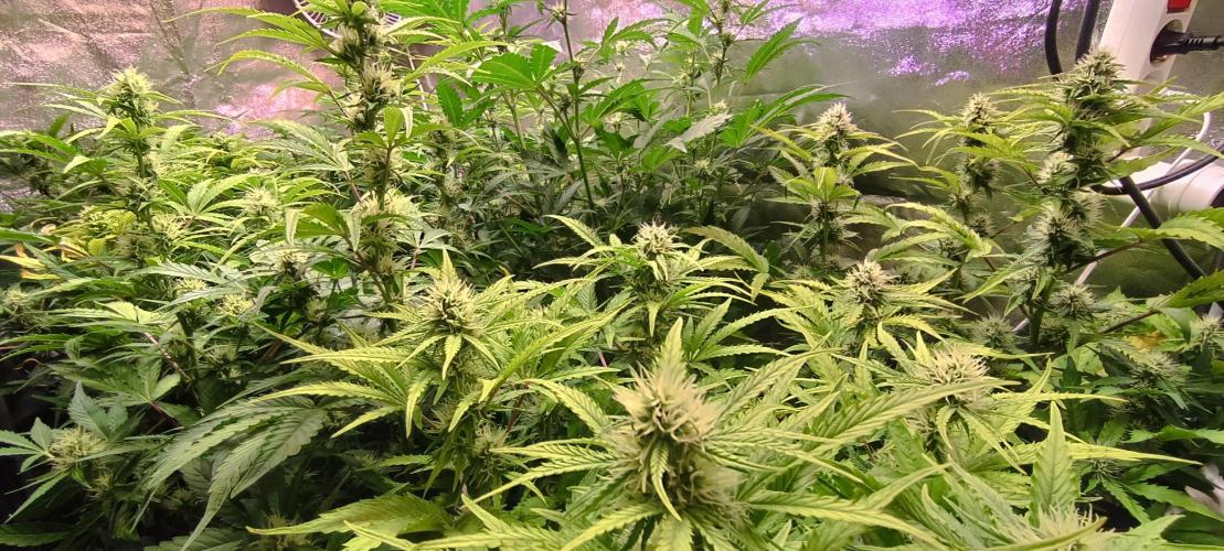 SDRA-CBD. Week 8
