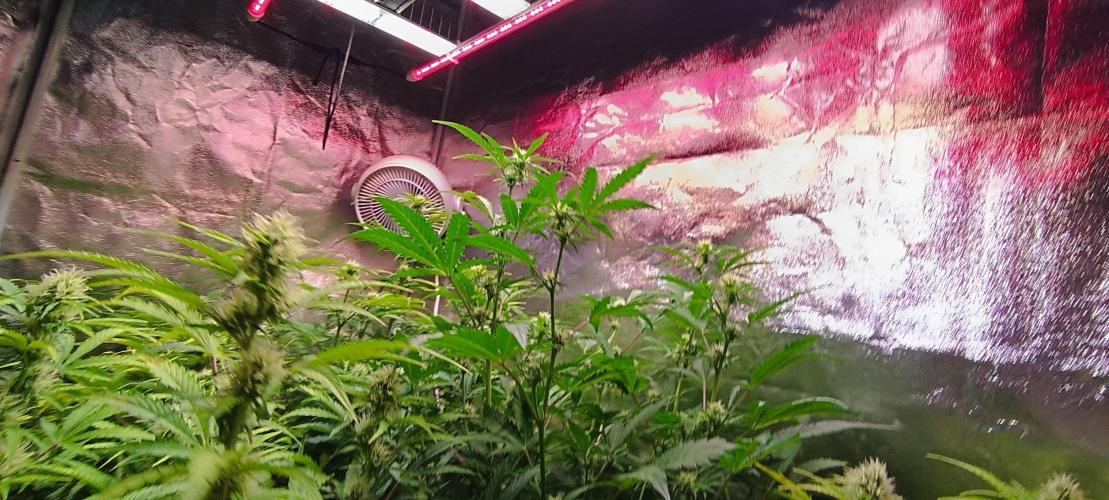 SDRA-CBD. Week 8