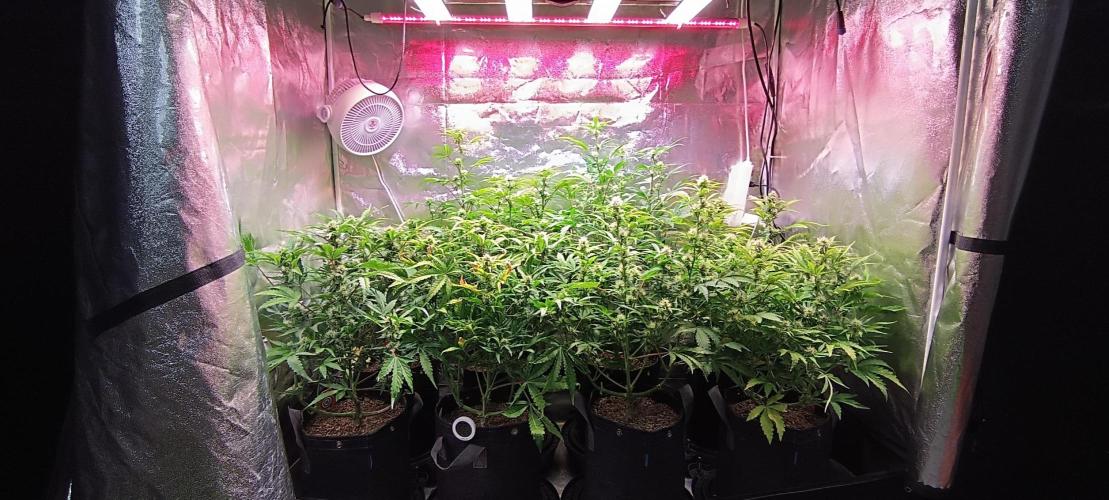 SDRA-CBD. Week 8