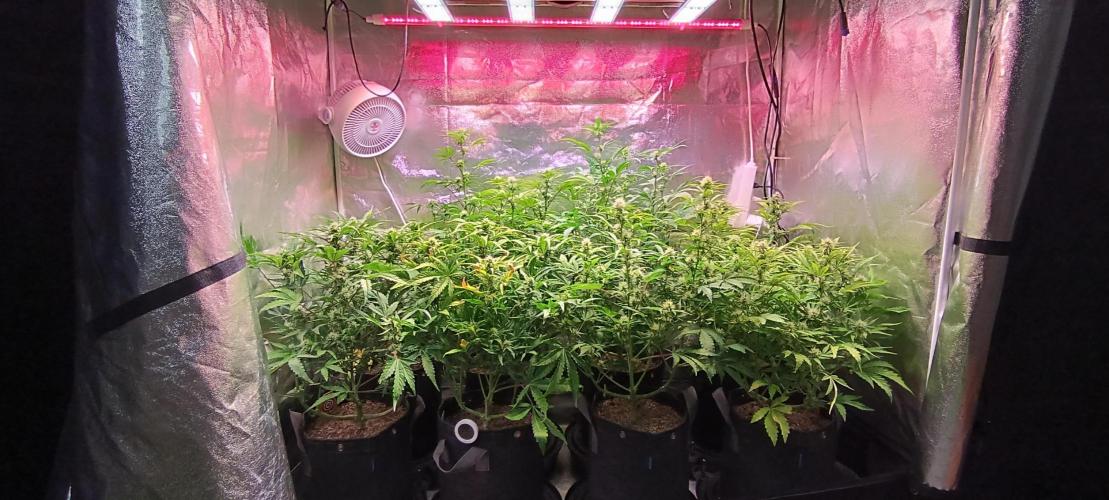 SDRA-CBD. Week 8