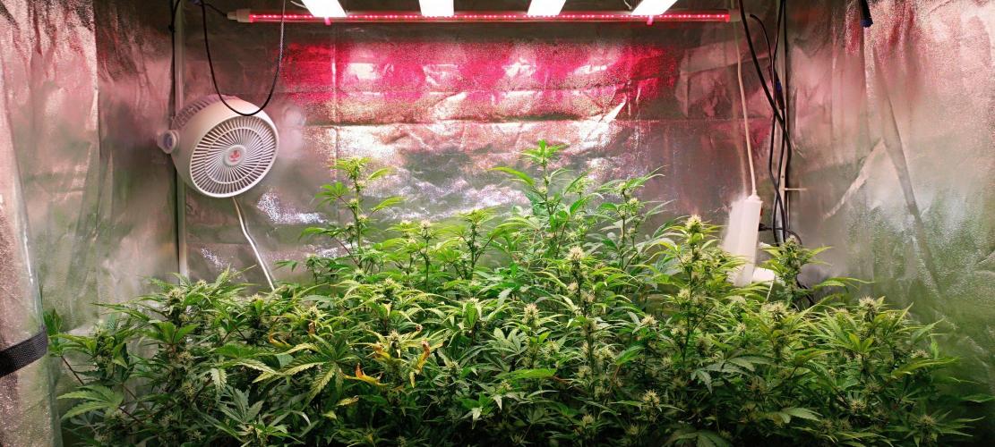 SDRA-CBD. Week 8