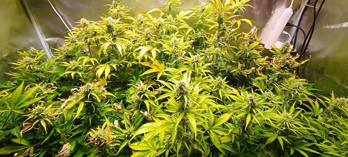 SDRA-CBD. Week 9