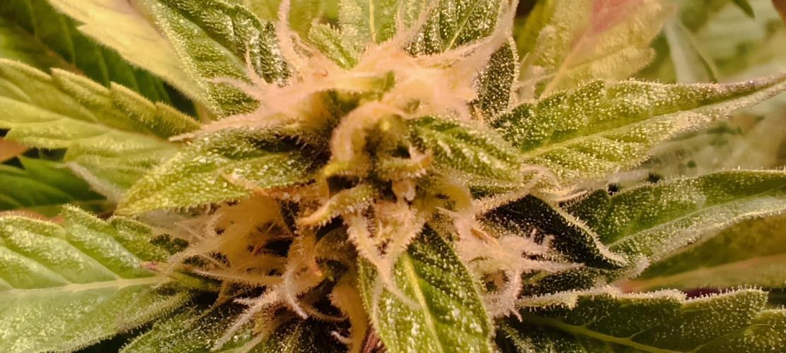 SDRA-CBD. Week 9