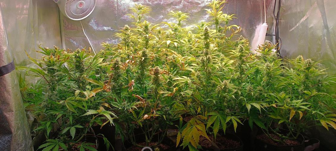 SDRA-CBD. Week 9