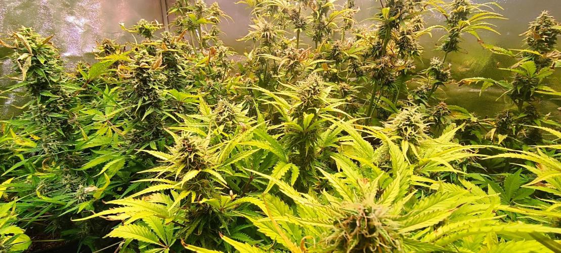 SDRA-CBD. Week 10