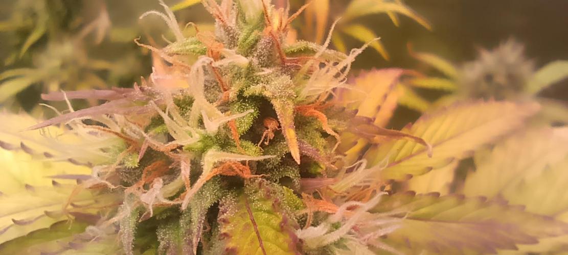 SDRA-CBD. Week 10