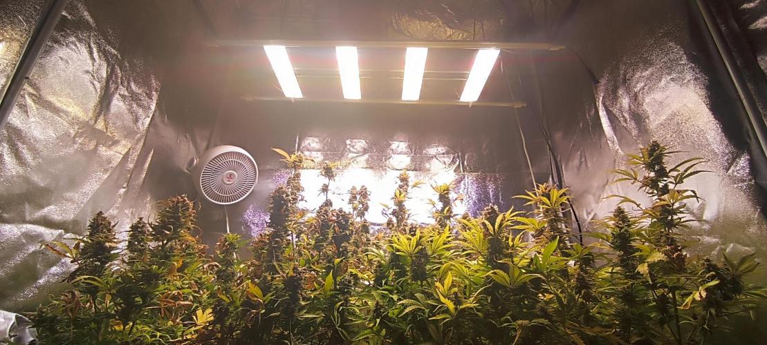 SDRA-CBD. Week 11
