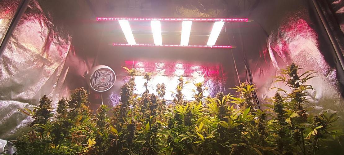 SDRA-CBD. Week 11