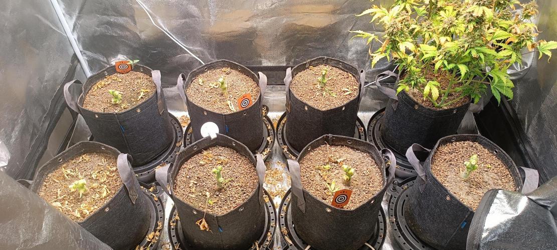 SDRA-CBD. Week 12