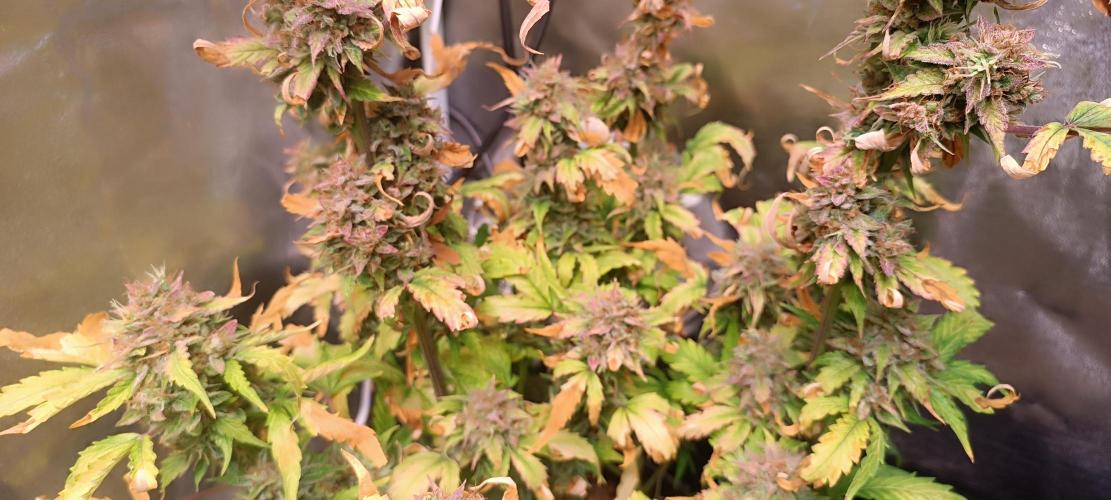 SDRA-CBD. Week 12