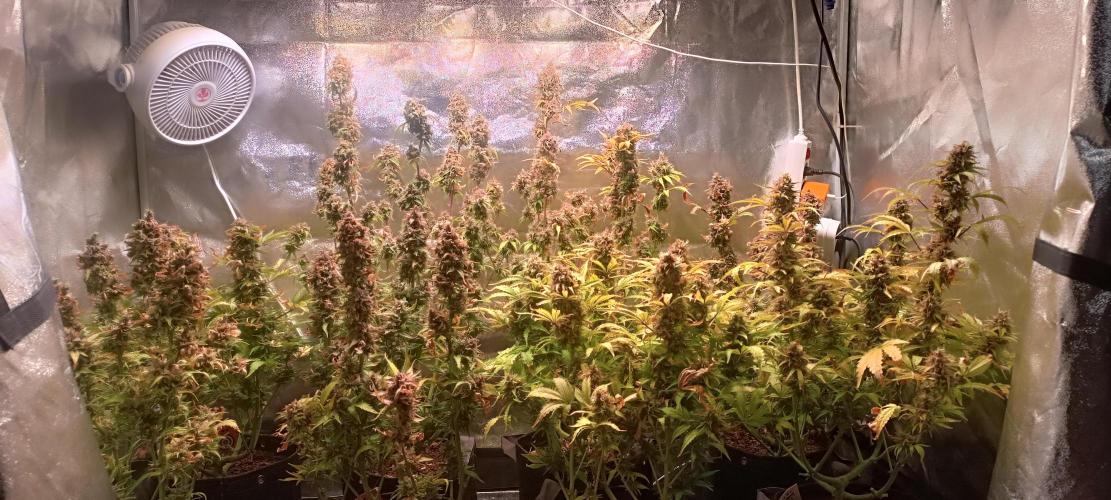 SDRA-CBD. Week 12
