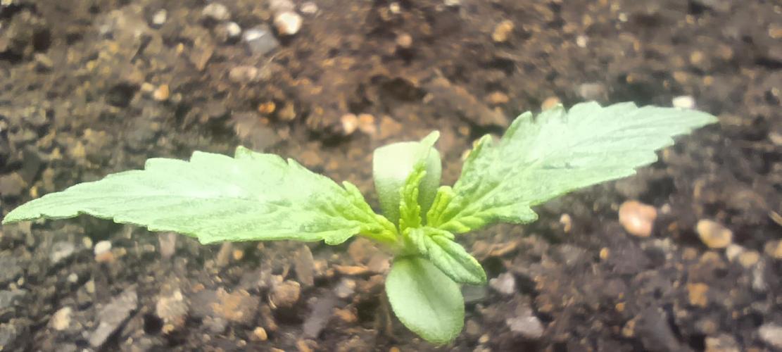 Sour Jealousy Auto. Week 1