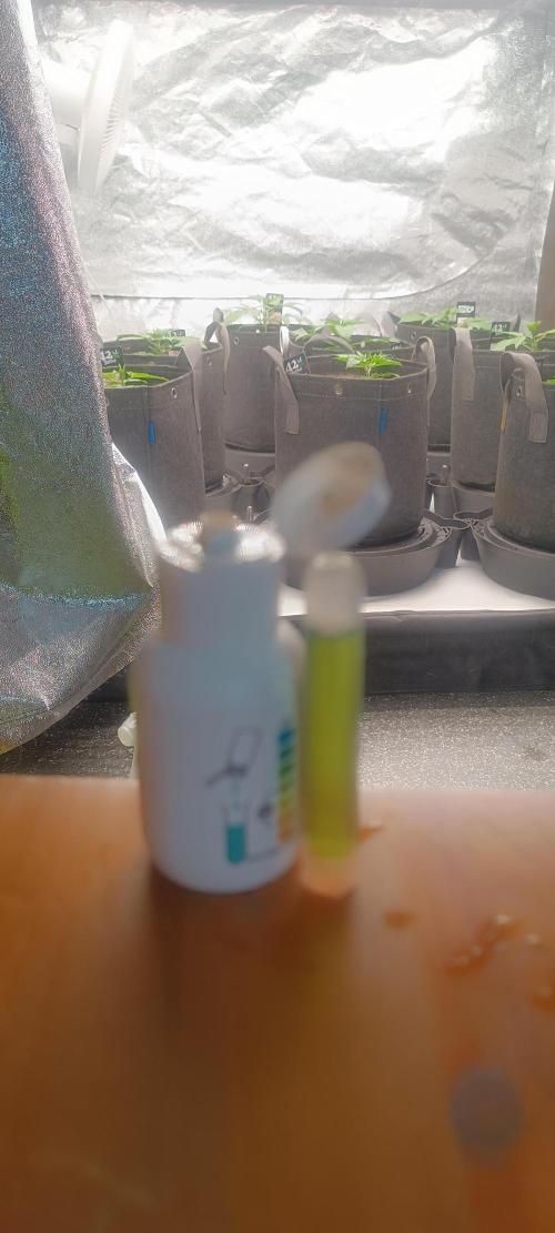 UNIVERSITYgirl. Week 4