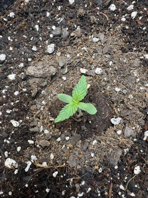 Cherry Cola RF3. Week 1
