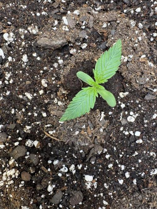 Cherry Cola RF3. Week 1