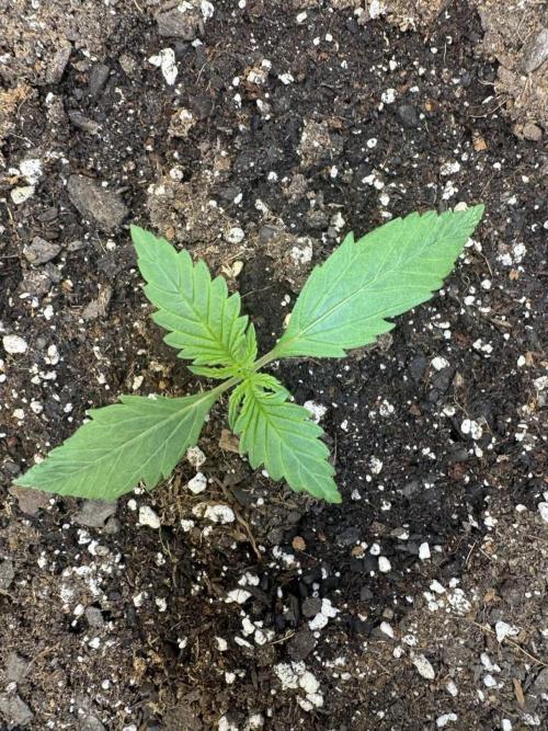 Cherry Cola RF3. Week 2