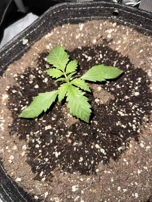 Cherry Cola RF3. Week 2