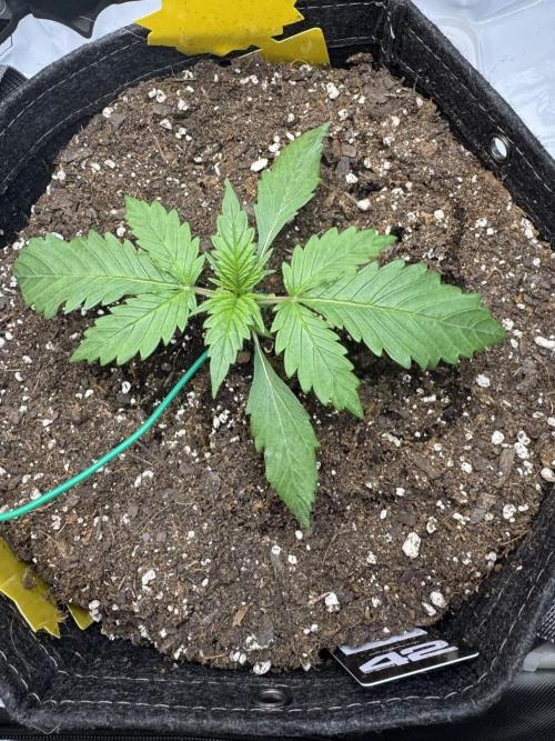 Cherry Cola RF3. Week 2