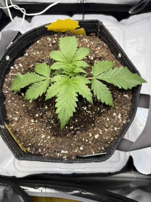 Cherry Cola RF3. Week 2