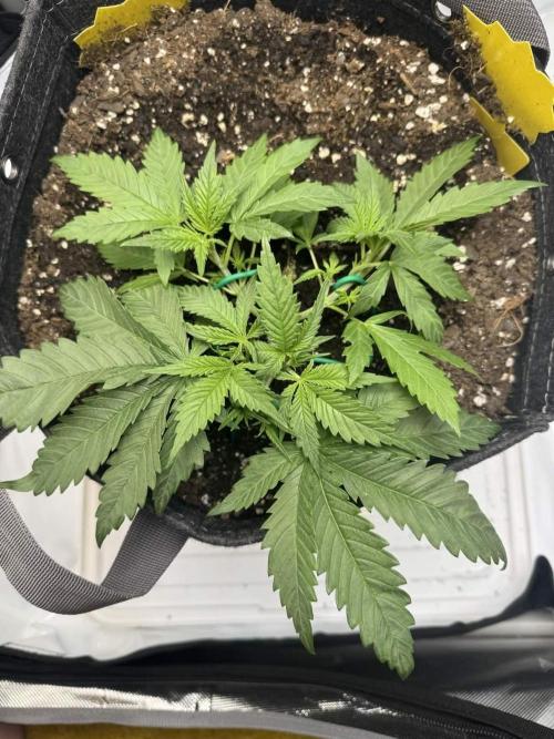 Cherry Cola RF3. Week 3
