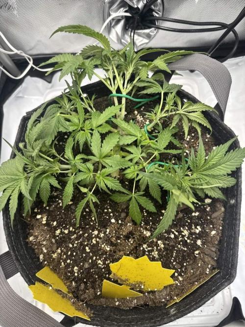 Cherry Cola RF3. Week 3