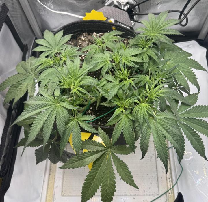 Cherry Cola RF3. Week 4