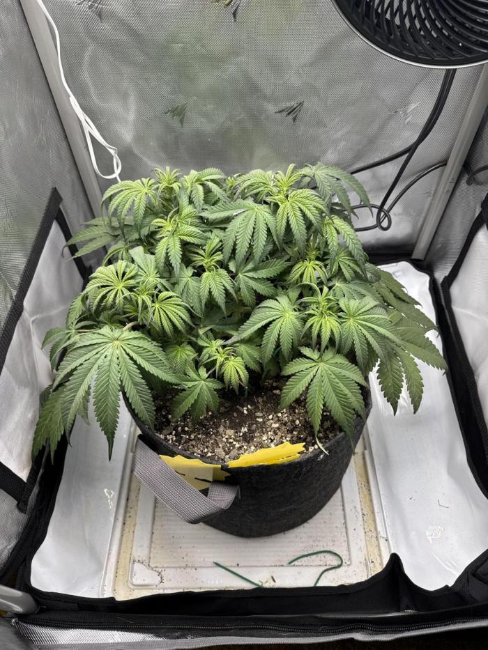 Cherry Cola RF3. Week 5