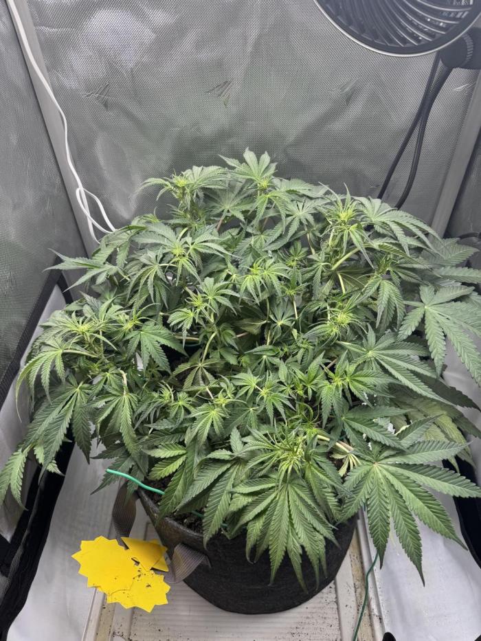 Cherry Cola RF3. Week 6